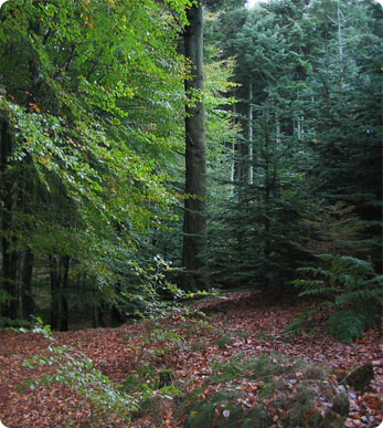 About Greenforet Img